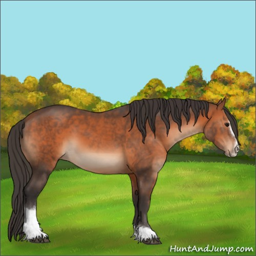 Horse Color:Bay Sabino 