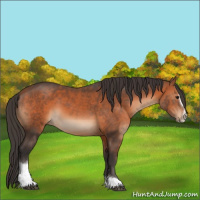 Horse Color:Bay Sabino