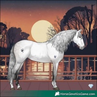 Horse Color:Gray Platinum Bay Tobiano Rabicano 