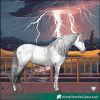 Horse Color:Gray Platinum Brown Tobiano Appaloosa Rabicano 