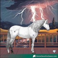 Horse Color:Gray Platinum Brown Tobiano Appaloosa Rabicano 