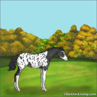Horse Color:Black Sabino Appaloosa 