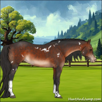 Horse Color:White Spotted Brown Tobiano Appaloosa 
