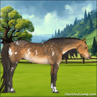 Horse Color:White Spotted Buckskin Tobiano 