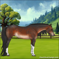 Horse Color:Brown Tobiano