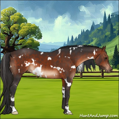 Horse Color:White Spotted Brown 