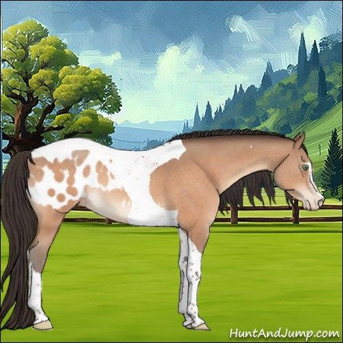 Horse Color:Sable Champagne Sabino Tobiano Appaloosa 