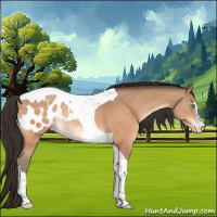 Horse Color:Sable Champagne Sabino Tobiano Appaloosa 