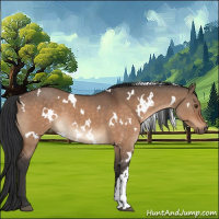 Horse Color:White Spotted Brown Dun 