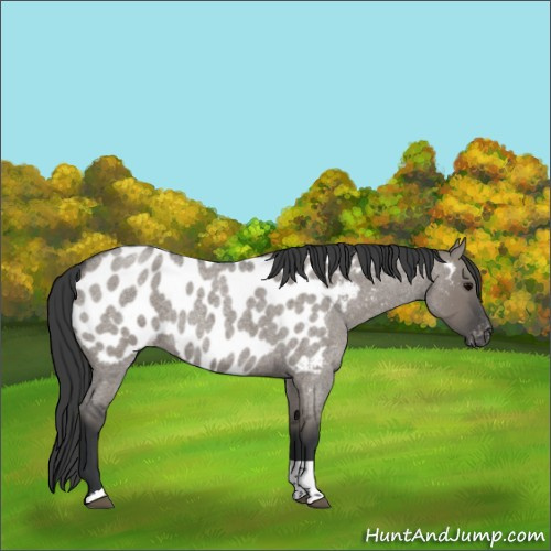 Horse Color:Grullo Roan Tobiano Appaloosa