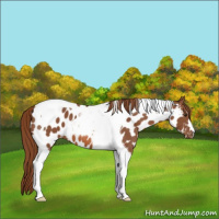 Horse Color:Chestnut Tobiano Appaloosa 