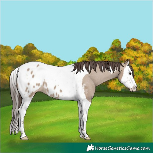 Horse Color:Liver Red Dun Splash Tobiano Appaloosa 