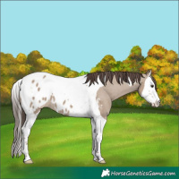 Horse Color:Liver Red Dun Splash Tobiano Appaloosa 