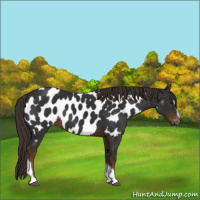Horse Color:Gray Liver Chestnut Sabino Tobiano Appaloosa