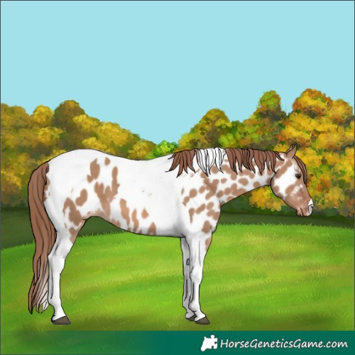 Horse Color:Red Dun Tobiano Appaloosa 