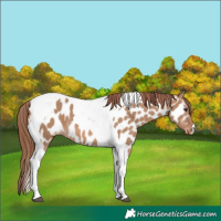 Horse Color:Red Dun Tobiano Appaloosa 