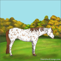 Horse Color:Red Dun Tobiano Appaloosa 
