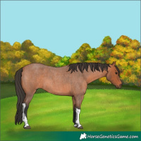 Horse Color:Bay Roan Tobiano 