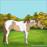 Horse Color:Red Dun Tobiano 