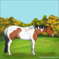 Horse Color:Bay Tobiano Rabicano 