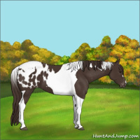 Horse Color:Liver Chestnut Tobiano Appaloosa 