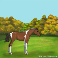 Horse Color:Buckskin Tobiano 