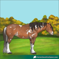 Horse Color:White Spotted Bay 