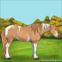 Horse Color:White Spotted Chestnut Tobiano Rabicano 