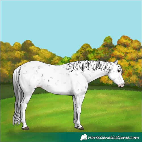 Horse Color:Brown Sabino 