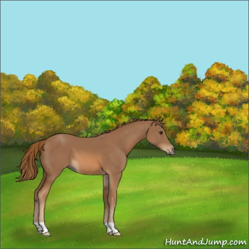 Horse Color:Chestnut 