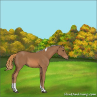 Horse Color:Chestnut Tobiano 