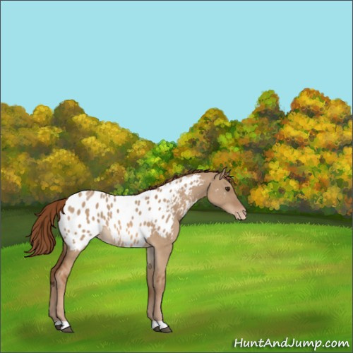 Horse Color:Red Dun Appaloosa