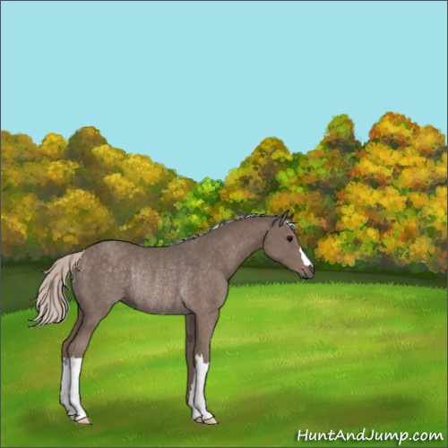Horse Color:Silver Black Rabicano