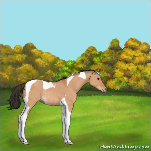 Horse Color:Bay Dun Tobiano Rabicano 