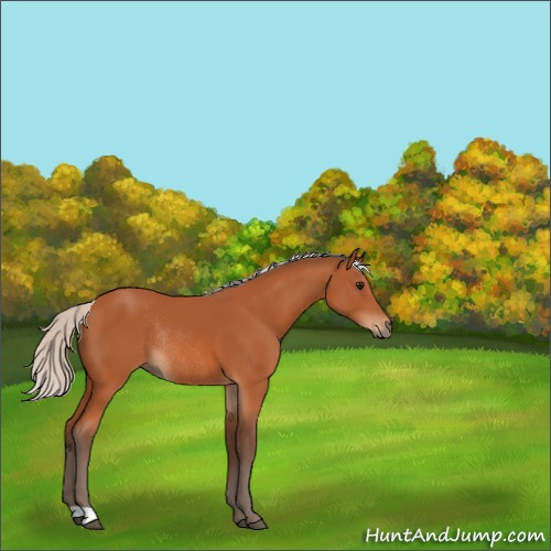 Horse Color:Silver Bay Rabicano
