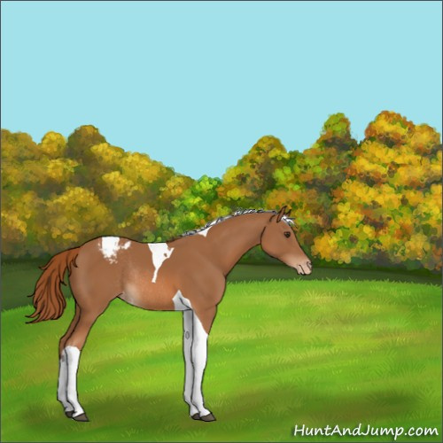 Horse Color:Chestnut Tobiano Appaloosa Rabicano 