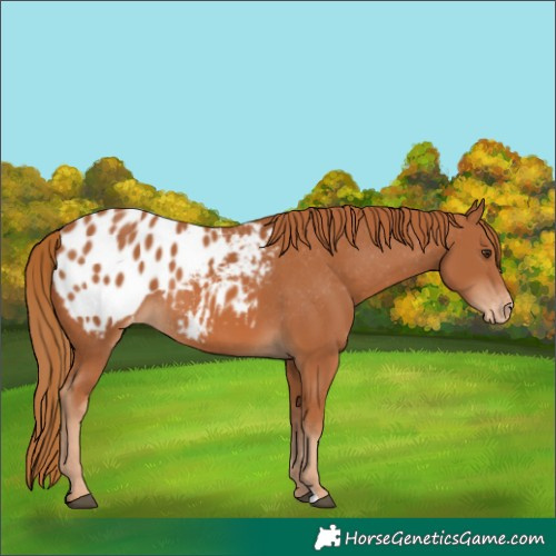 Horse Color:Chestnut Appaloosa Rabicano