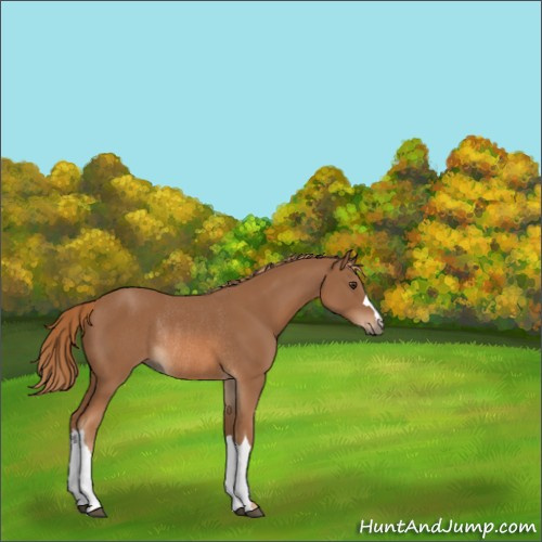 Horse Color:Chestnut Rabicano 