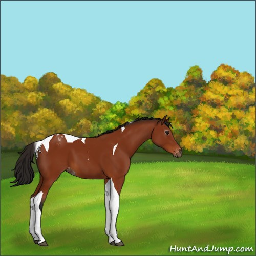 Horse Color:Gray Bay Tobiano Appaloosa 