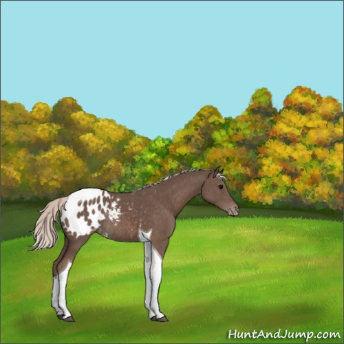 Horse Color:Silver Black Tobiano Appaloosa Rabicano
