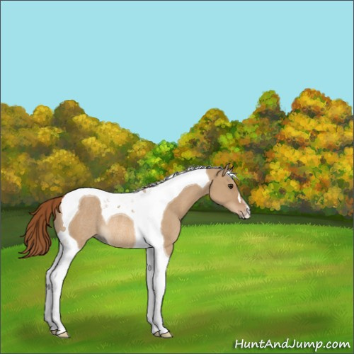 Horse Color:Red Dun Tobiano Rabicano 