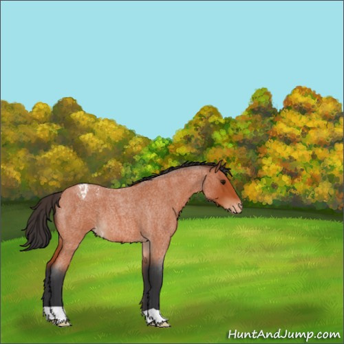 Horse Color:Bay Roan Appaloosa