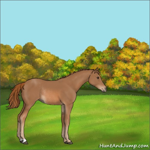 Horse Color:Chestnut Rabicano 