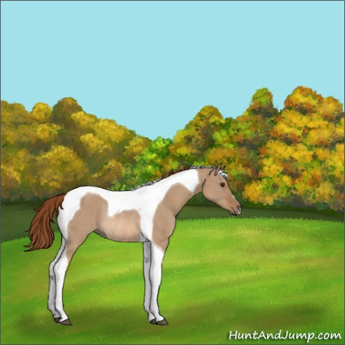 Horse Color:Red Dun Tobiano Rabicano