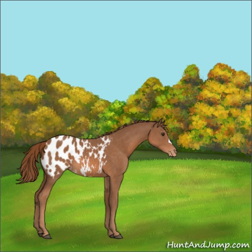 Horse Color:Chestnut Appaloosa 