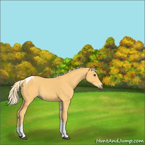 Horse Color:Palomino Tobiano Rabicano 