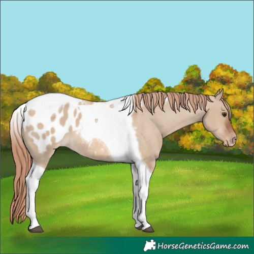 Horse Color:Red Dun Tobiano Appaloosa 