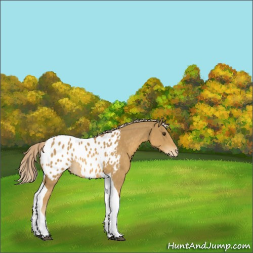 Horse Color:Palomino Tobiano Appaloosa Rabicano