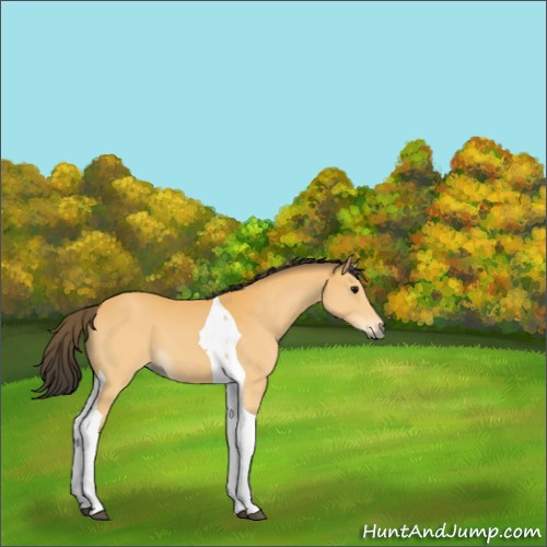 Horse Color:Buckskin Tobiano 