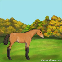 Horse Color:Buckskin Rabicano